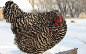 FEDERALE 3 - POULE 10